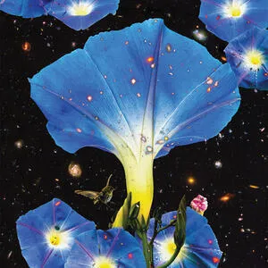 Nightime birds and morning stars